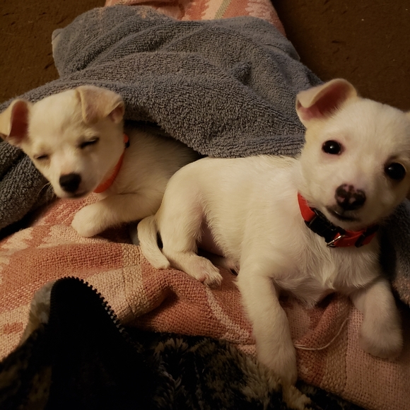 Meet your Posher, Dawn - Picture 5 of 8